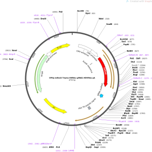 CMVp-dsRed2-Triplex-HHRibo-gRNA1-HDVRibo-pA